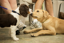 Puppy Power Dog Training Kitchener Waterloo